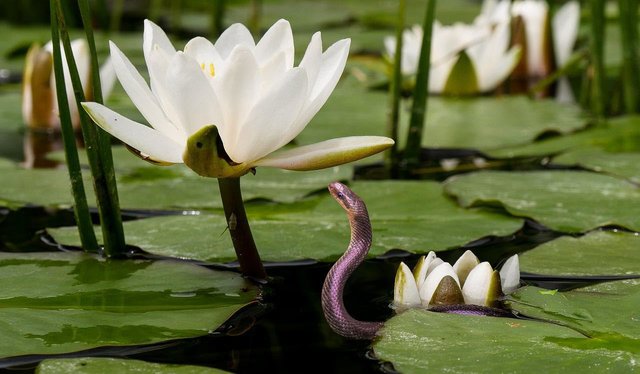 Though the water lily is bright and prominent, you probably noticed the snake first. I did.