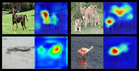 Examples of saliency maps generated by Grad-CAM.